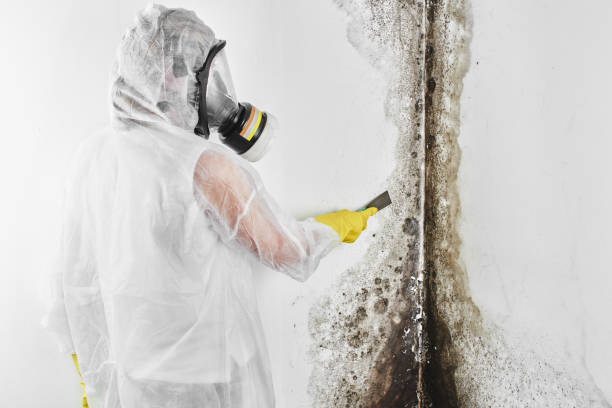 Best Residential Mold Removal  in Jamestown, NC
