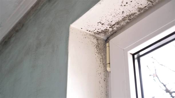 Best Attic Mold Removal  in Jamestown, NC